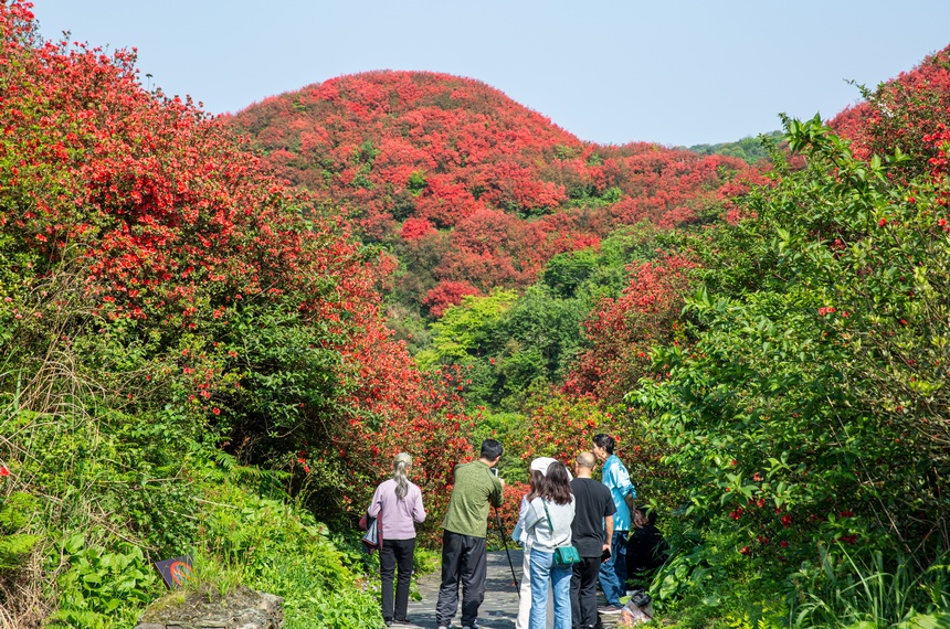漫山杜鵑開，花海迎客來。唐正攝