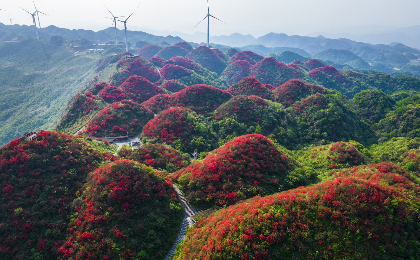 漫山杜鵑開，花海迎客來。朱小松攝