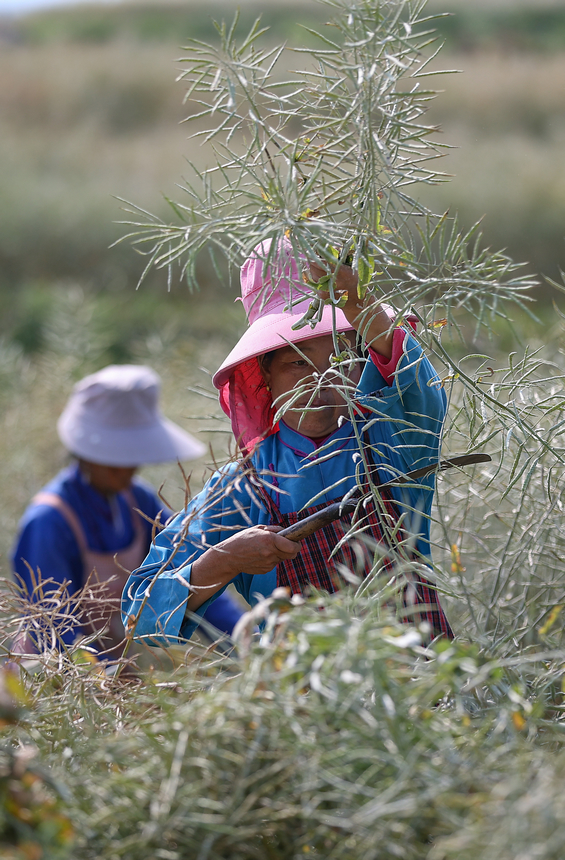 5月5日，村民在收獲油菜籽。