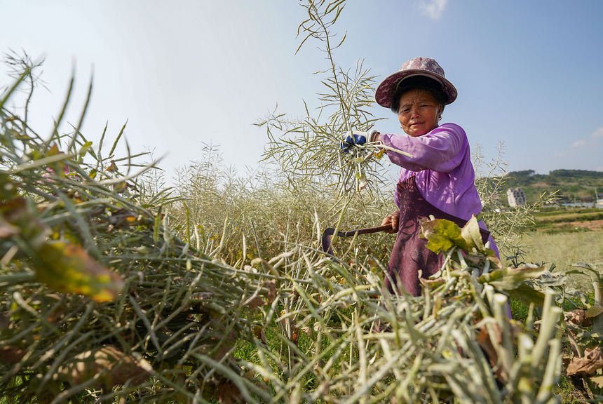 5月5日，村民在收獲油菜籽。