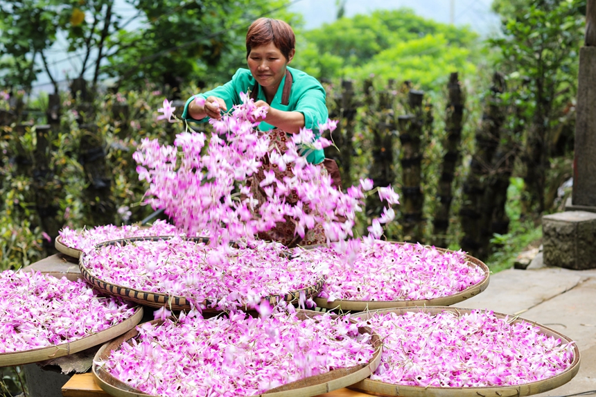 晾曬石斛花。王長育攝