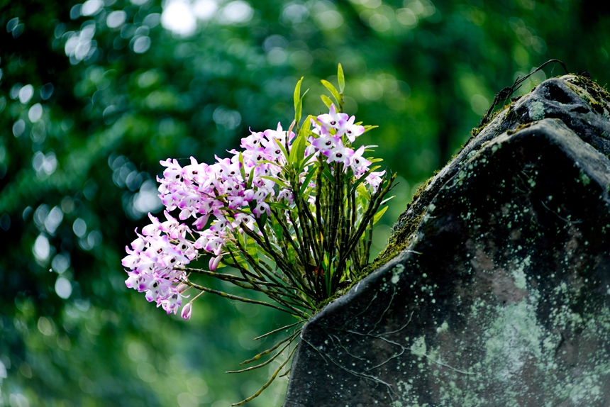 生長在赤水丹霞石上的金釵石斛。王茂祥攝