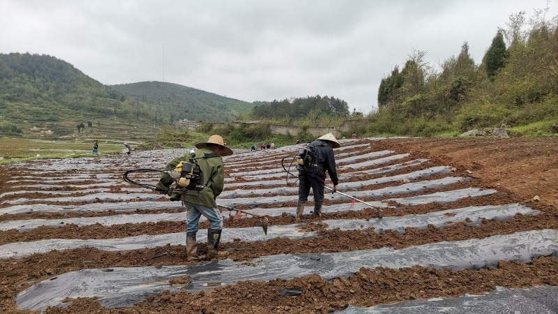小箐鎮小壩村辣椒苗移栽現場如火如荼。