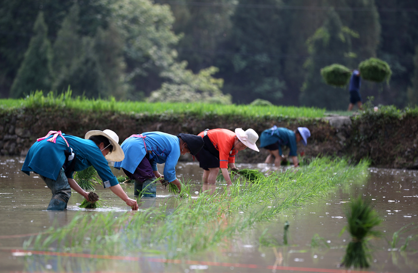 村民在梯田里插秧。