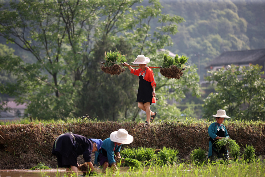 村民在挑運秧苗。