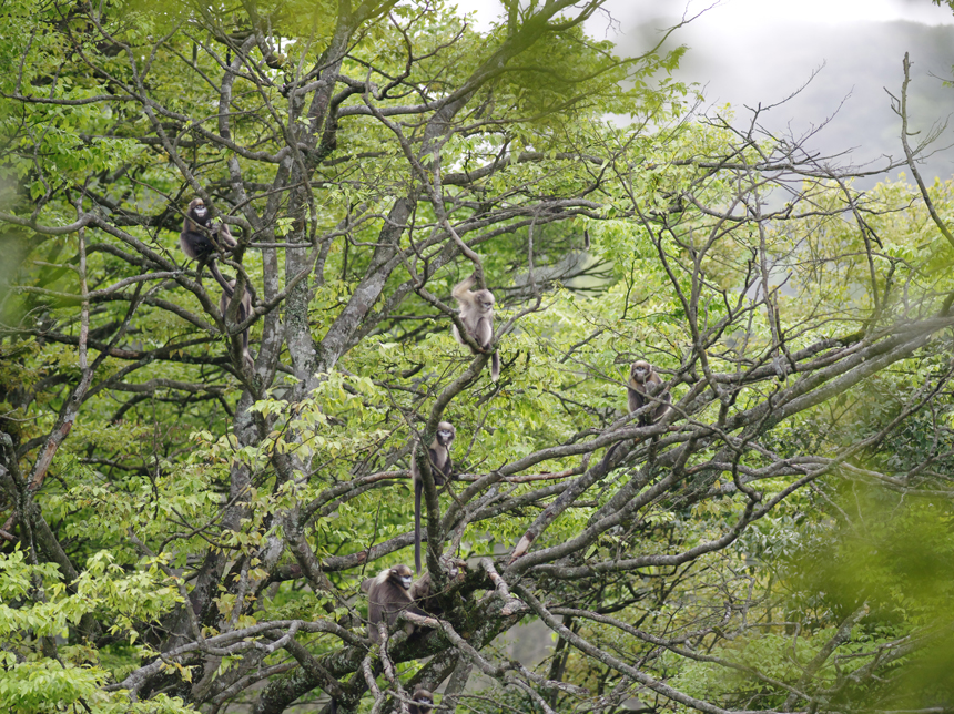 黔金絲猴的一個小家群。何雄周攝