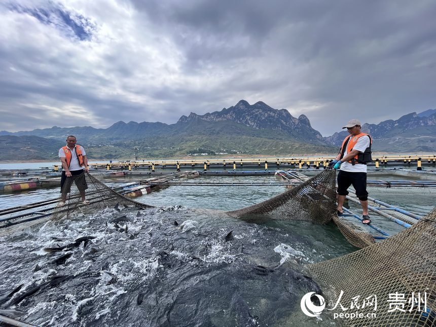 暫養箱內滿載生態魚。人民網 陳潔泉攝