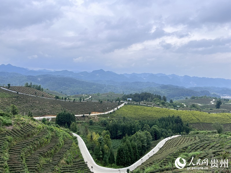 如今的鳳凰山，萬畝茶葉一碧千里。人民網 陳潔泉攝