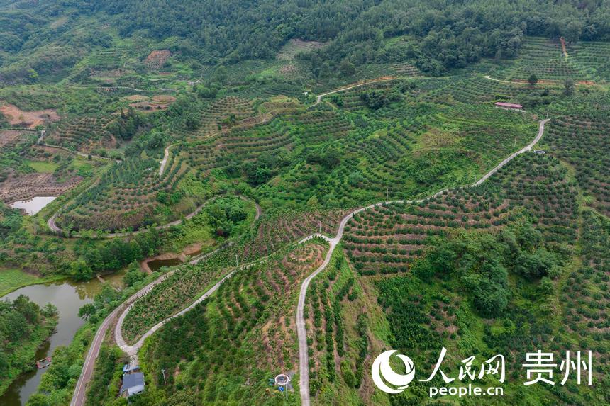 航拍荔波至王蒙至瑤山“共同富裕路”及10萬畝精品水果走廊帶。人民網記者 涂敏攝