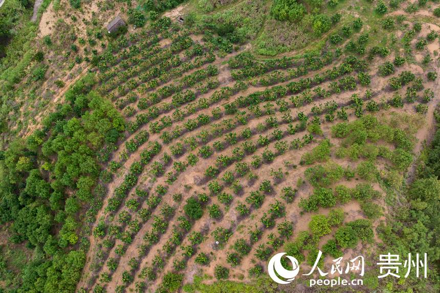 10萬畝精品水果帶內的蜜柚。人民網記者 涂敏攝
