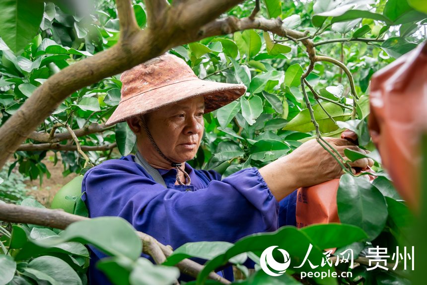 果農在果園里勞作。人民網記者 涂敏攝