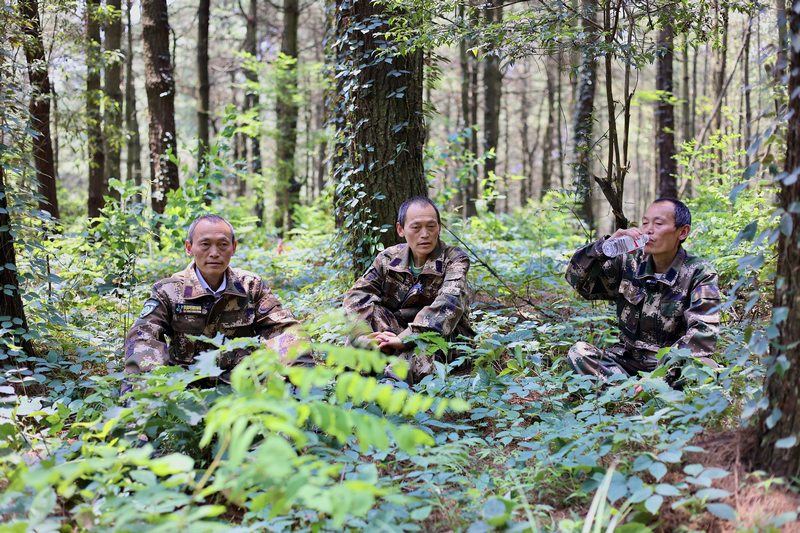 孿生三兄弟護林40余載。