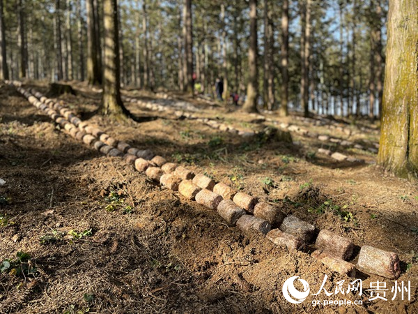 貴陽貴安林下紅托竹蓀種植現場陳潔泉攝。
