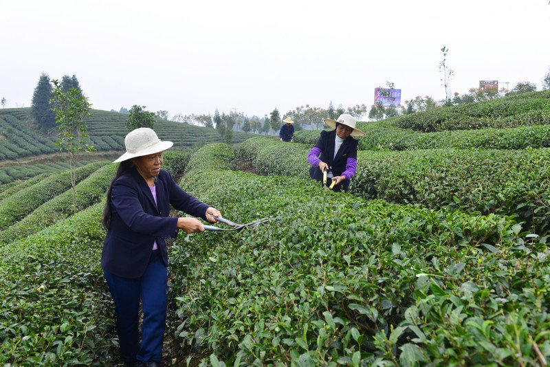 搬遷戶在水河茶園剪枝除草。