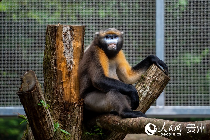 救護中心救助的黔金絲猴。人民網記者 涂敏攝