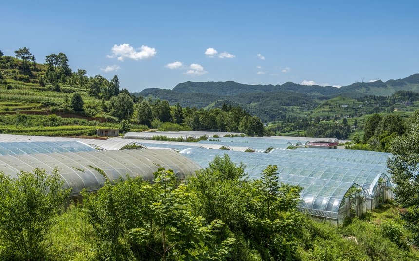 2023年7月5日，赫章天葡莊園葡萄進入采摘期，這是葡萄大棚外景。