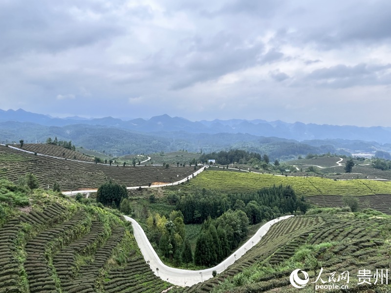 如今的鳳凰山翠色欲流、步步皆景。人民網 陳潔泉攝