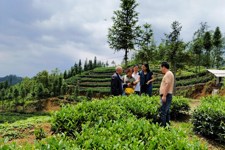 圖為調研組實地查看基地茶葉的種植。