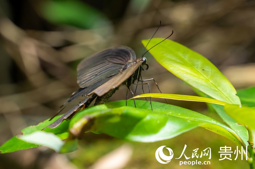 貴州茂蘭國家級自然保護區內的蝴蝶。人民網 涂敏攝