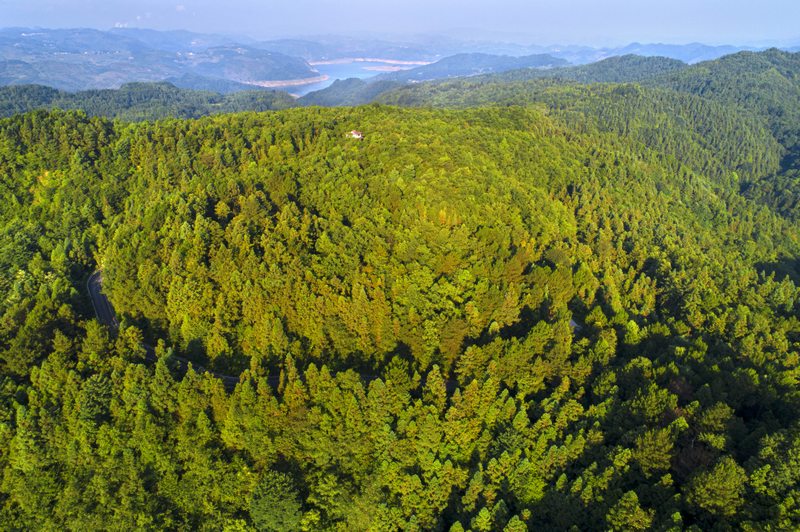 黔西市金碧鎮萬家寨社區國儲林示范點綠意盎然。史開心攝