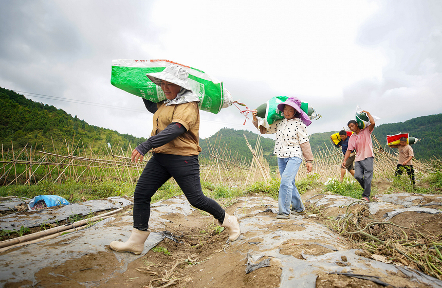 8月3日，村民搬運收獲的冬瓜。