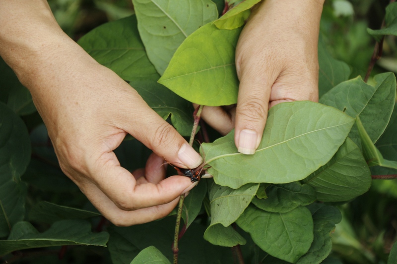 專家向種植戶指出銹病原因。