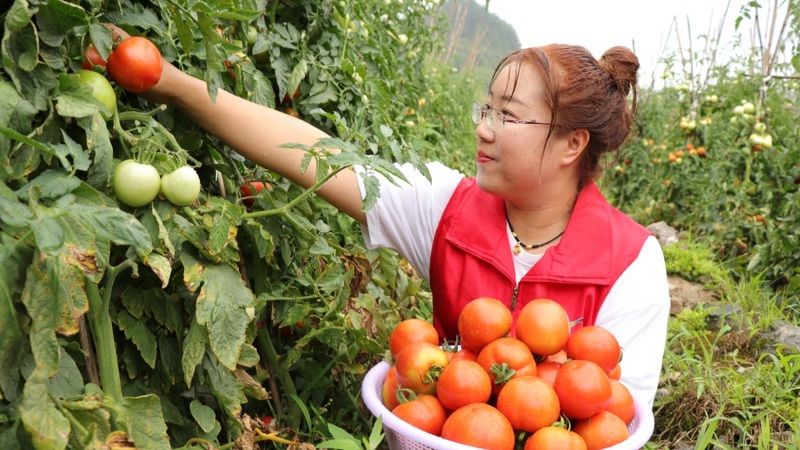 修文縣小箐鎮小壩村西紅柿種植基地 田仁美 攝.jpeg