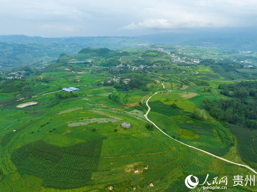 航拍畢節煙區一隅。 人民網 陽茜攝