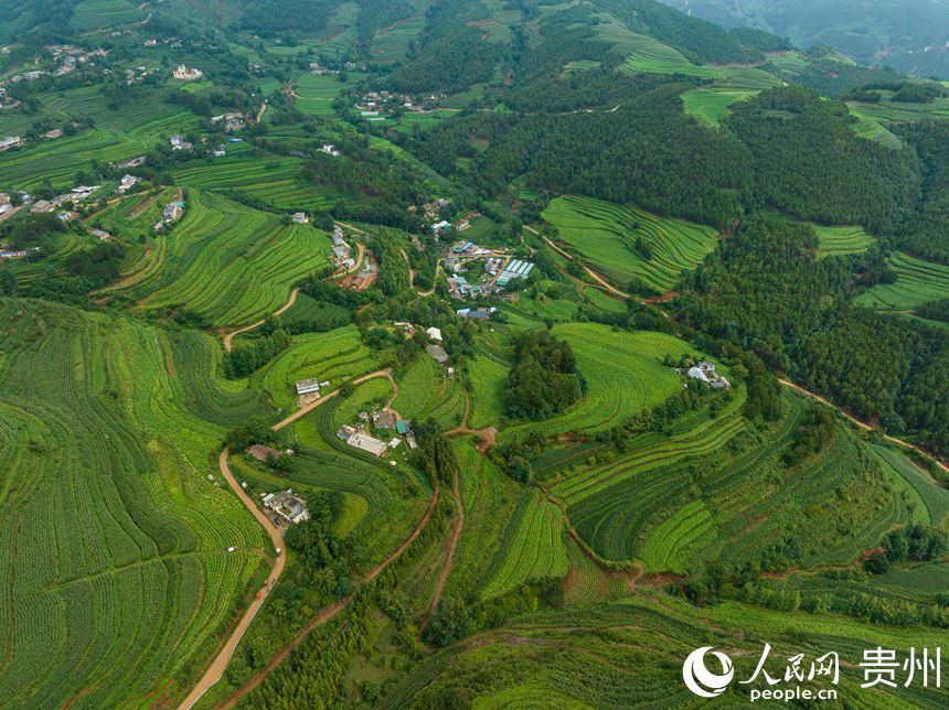 航拍畢節煙區一隅。人民網 陽茜攝