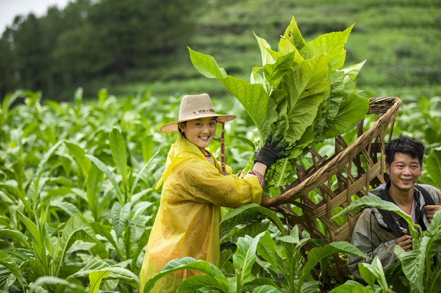 煙農忙采收。任洪攝    