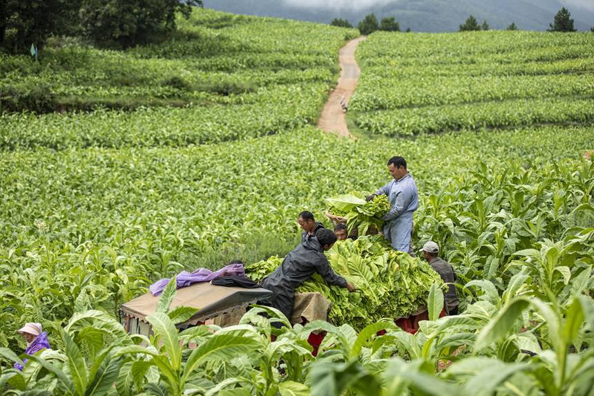 煙農忙采收。任洪攝   