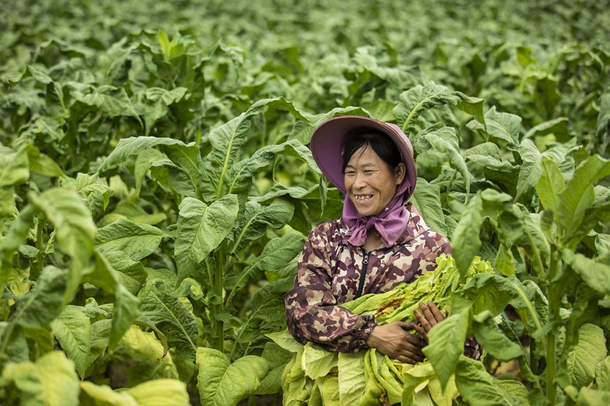 煙農忙采收。任洪攝