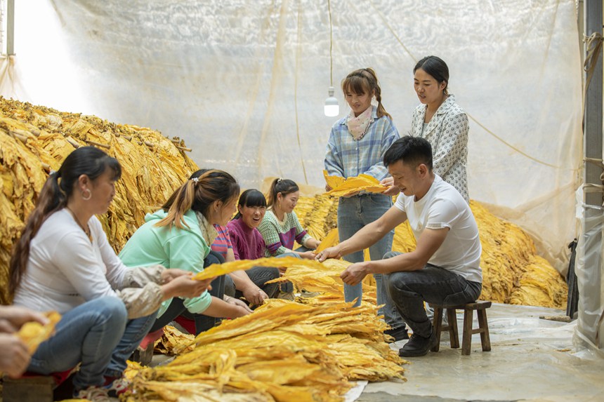 煙農正在分類打捆。任洪攝