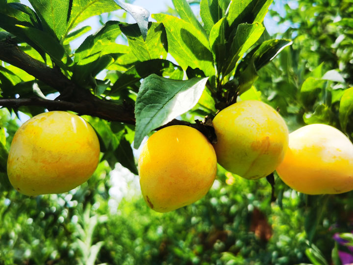 成熟的黃金奈李掛滿枝頭。