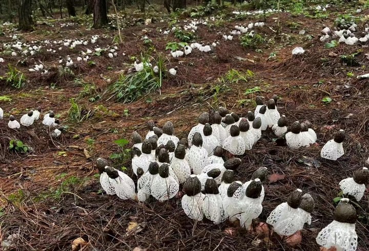 紅托竹蓀等待采摘。貴陽市林業局供圖