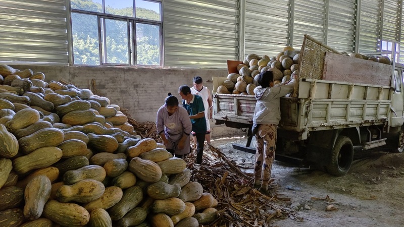 正是采收用工高峰期，每天可吸納10至12名村里的閑置勞動力務工 文燕 攝.jpg