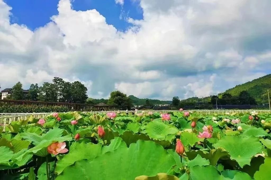 映日荷花別樣紅，碧水青山翠如玉。
