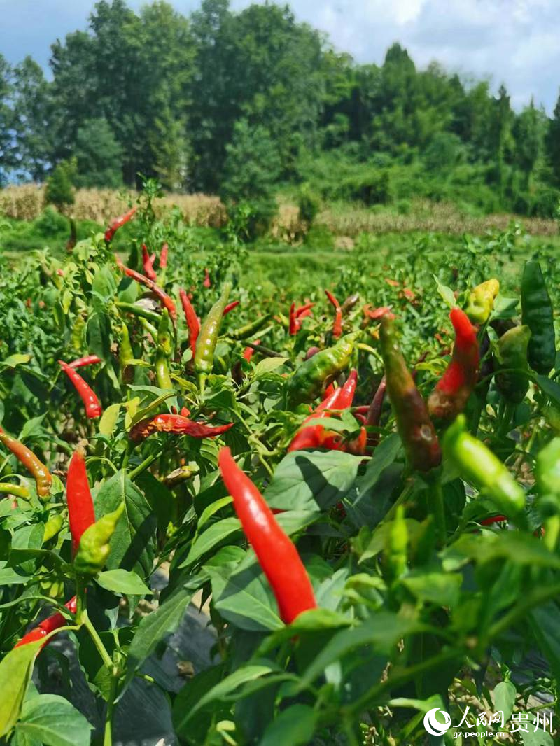 遵義朝天椒。人民網 王秀芳攝