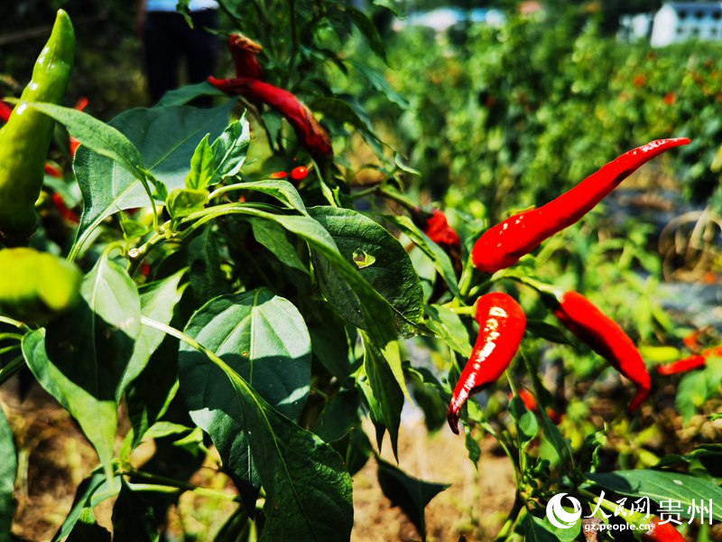 色澤鮮艷的遵義辣椒。人民網 王秀芳攝 (2)