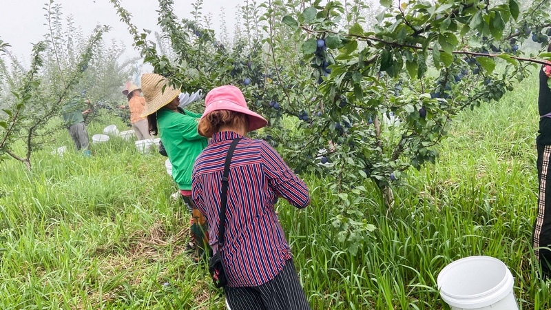 開陽縣南江村西梅采摘園內，當地村民正在采摘鮮果。受訪者供圖