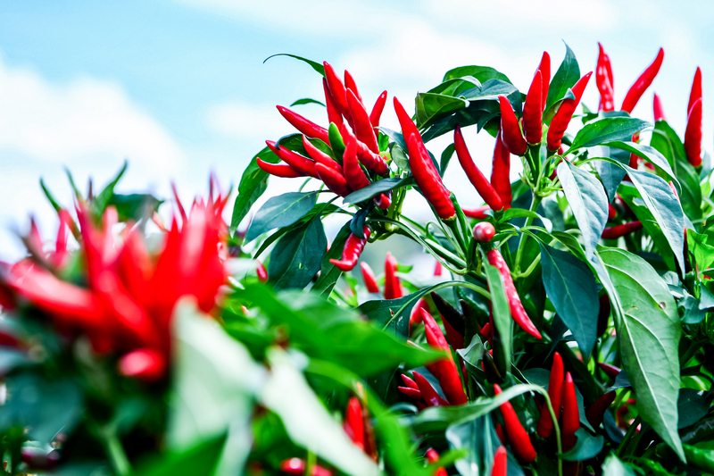 長勢良好的遵義朝天椒。遵義市委宣傳部供圖