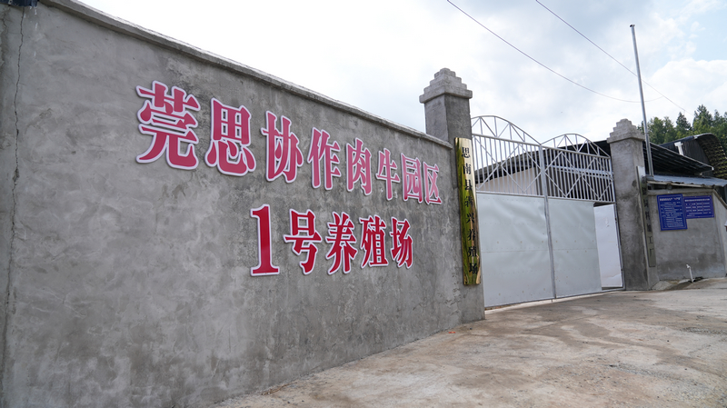 莞思協作肉牛園區1號養殖場。思南縣融媒體中心供圖