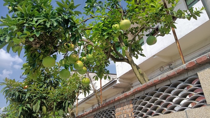 村民家的院落種植的果樹 姜繼恒 攝.jpg