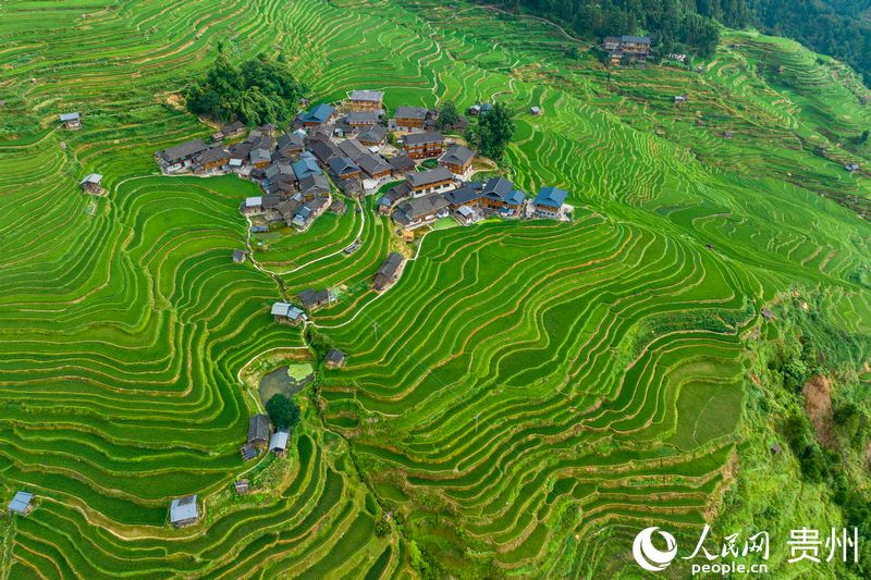 航拍加榜梯田。人民網記者 涂敏攝.jpg