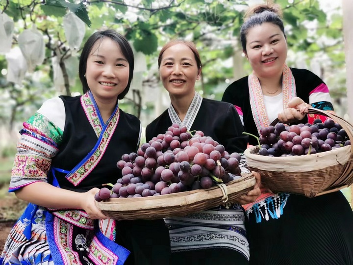 果園里三五成群的游客，穿梭在葡萄園中，親手摘下新鮮的葡萄，體驗田園采摘的樂趣。