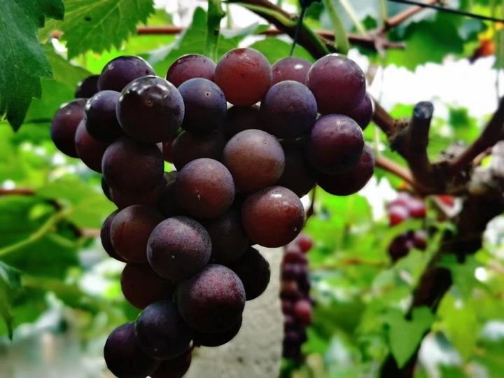 葡萄。