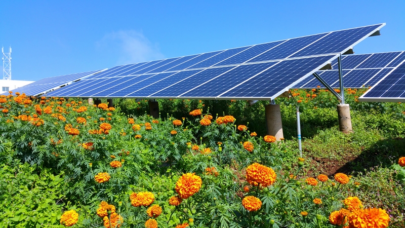么站農業光伏電站種植的“萬壽菊”。劉大珩攝