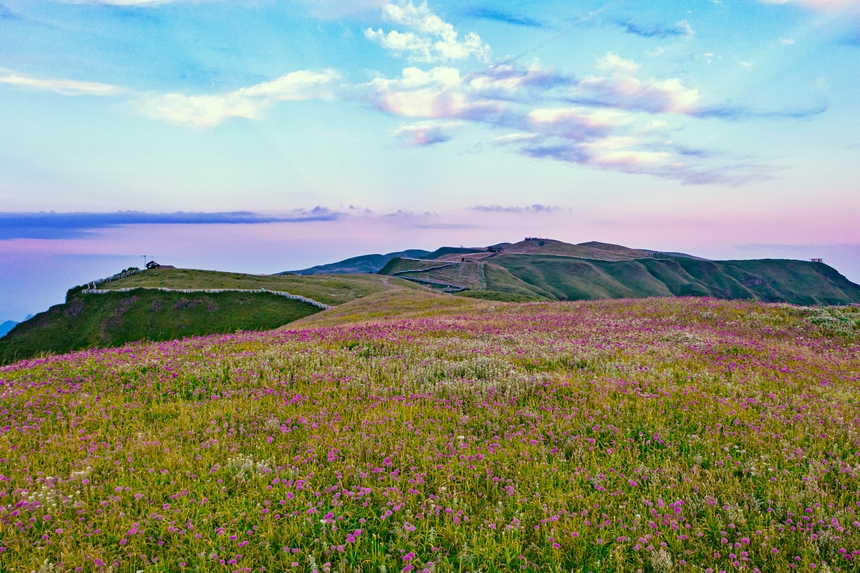 韭菜坪景區萬畝韭菜花盛開。高文義攝