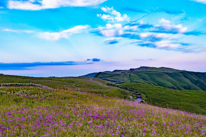 韭菜坪景區萬畝韭菜花盛開。高文義攝