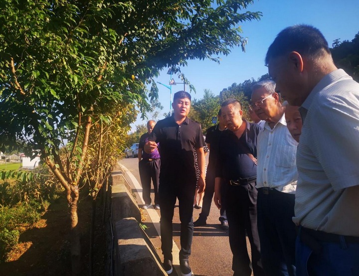 圖為在敬南鎮白河村茶園示范基地調研。